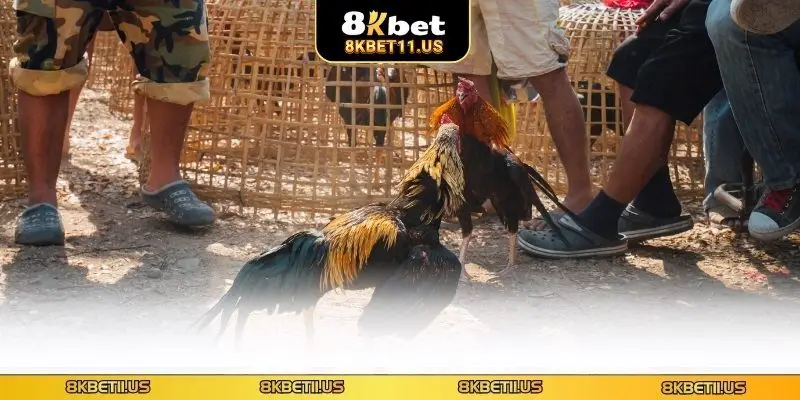 Chiến kê nổi bật tham gia chọi gà cựa chốt