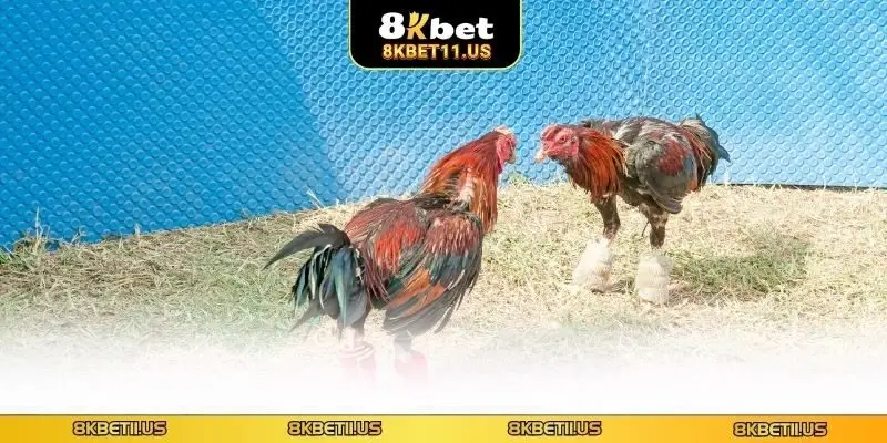 Giải thích về đá gà cựa chốt