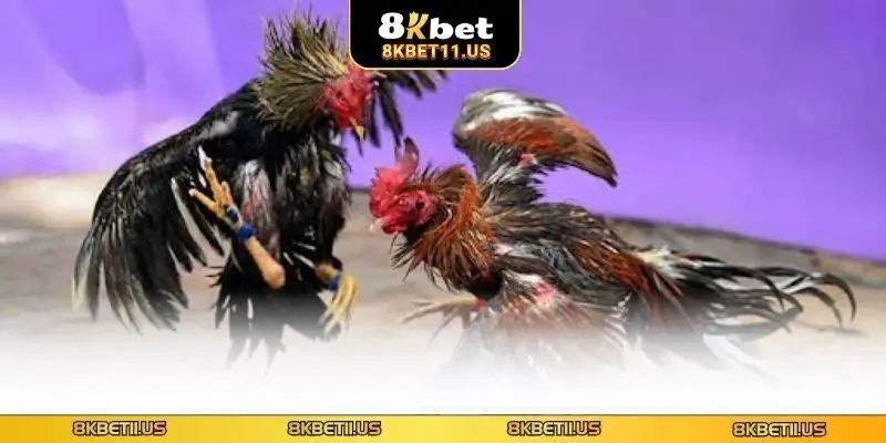 Lý do trực tiếp đá C1 được yêu thích