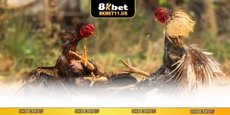 Mẹo tối ưu hóa trải nghiệm khi theo dõi trận đá gà