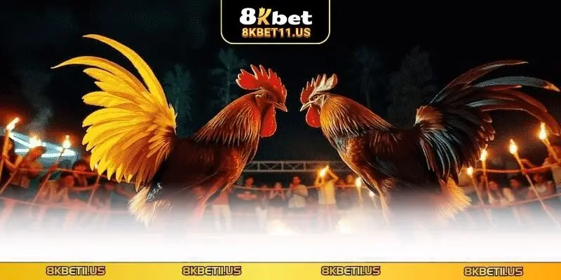 Đá gà trực tiếp Thomo 8KBET - Sân Chơi Cá Cược Đẳng Cấp Quy định về hạng cân cụ thể