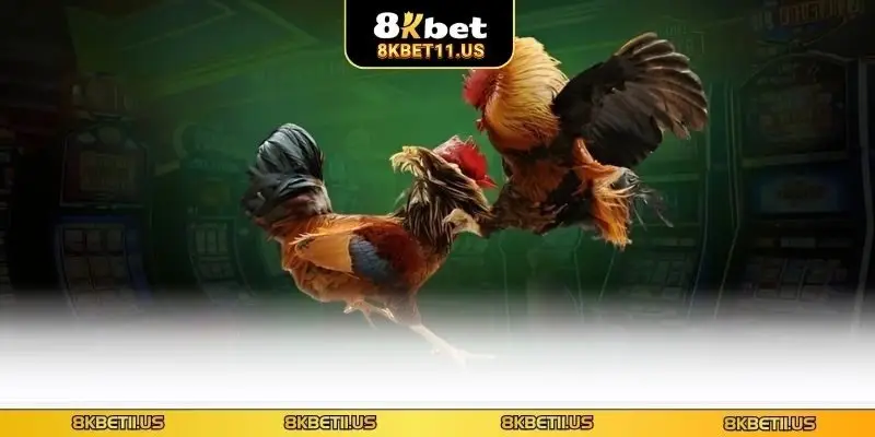 Đá gà trực tiếp Thomo 8KBET - Sân Chơi Cá Cược Đẳng Cấp Tổng hợp về đá gà trực tiếp Thomo