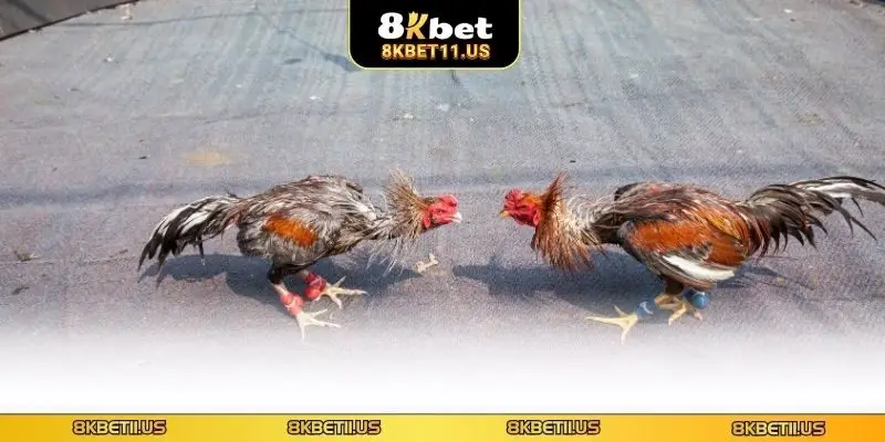 Ưu điểm khi chơi đá gà tại 8KBET